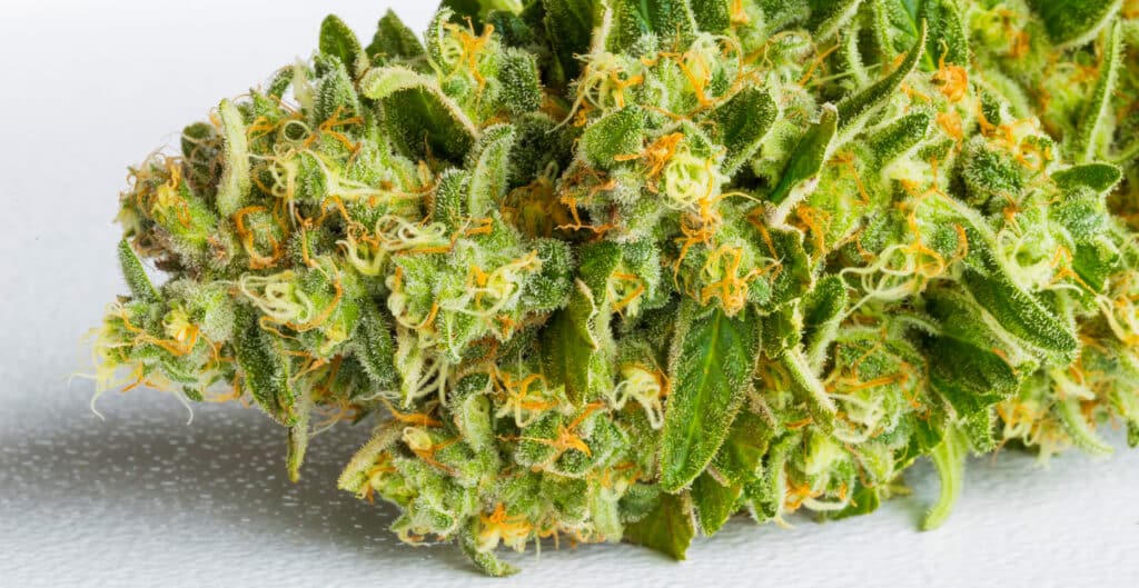 Close up of freshly harvested Medical Marijuana, Cannabis with its leaves clipped off