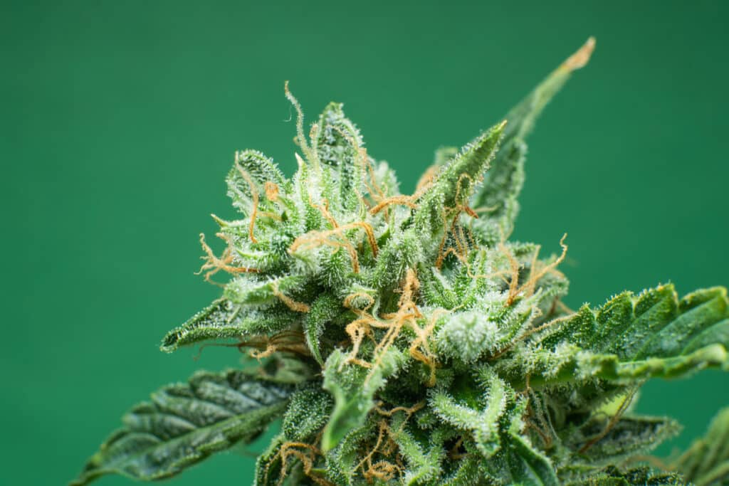Fresh green weed In details. Marijuana bud close up. Macro trichomes cannabis. Indica flower. CBD THC in Pot. On green background
