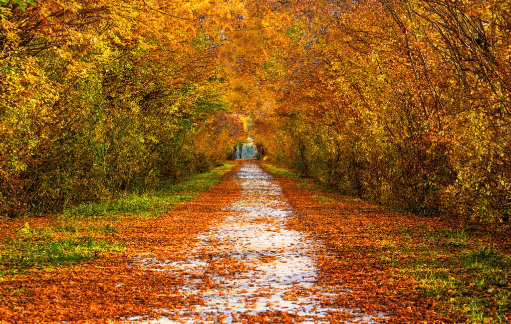 the beautiful colors of autumn
